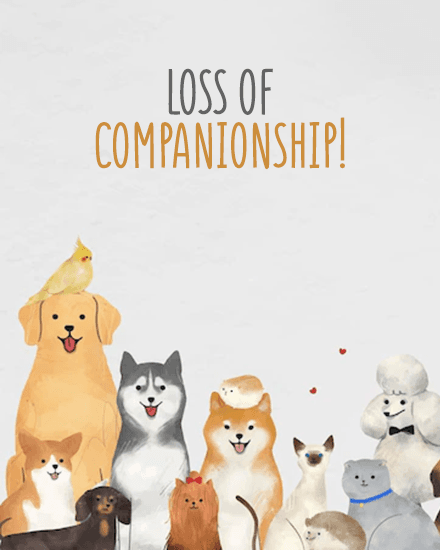 companionship companionship